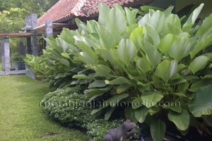 Taman tropis
